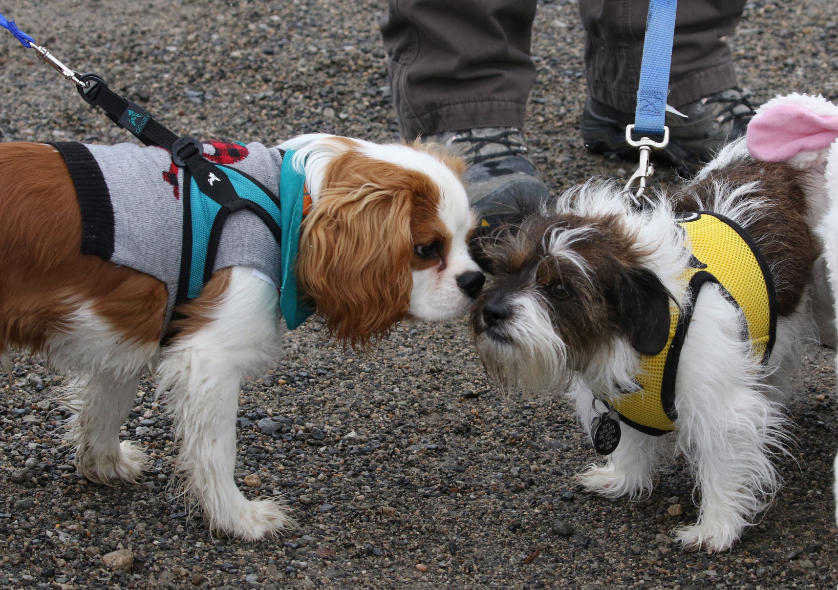 Making new Friends.JPG